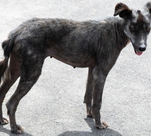 В Пензе построят еще один питомник для безнадзорных собак