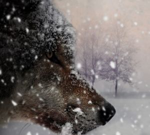 Ситуацию с бродячими псами в Пензе признали критической