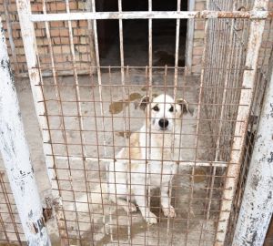 В Пензе в праздничные дни приют для бездомных животных начнет работать ежедневно