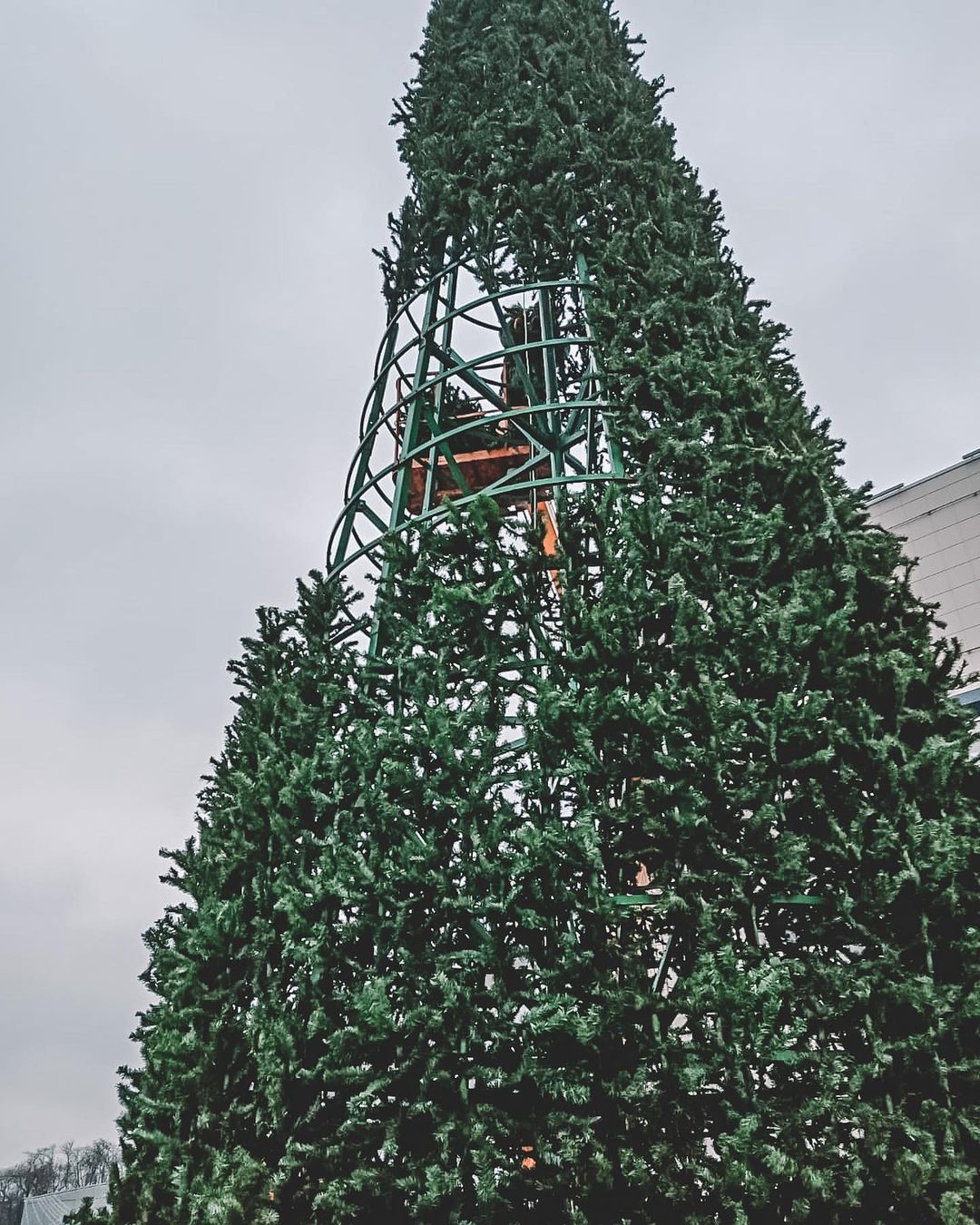 В Пензе установили 15-метровую елку