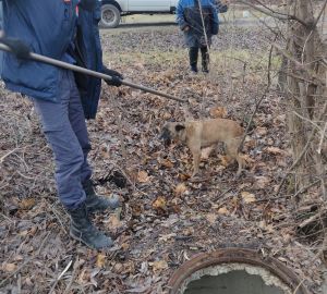В Пензе спасатели вызволили животное из бетонного плена