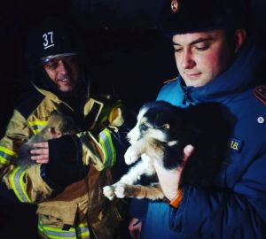 В Пензенской области спасатели вызволили 2 щенков из колодца