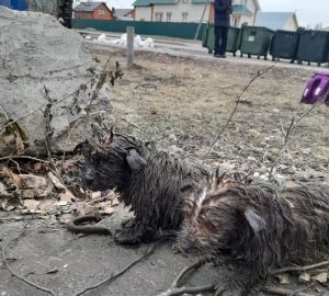 В Пензе спасатели достали щенков из колодца