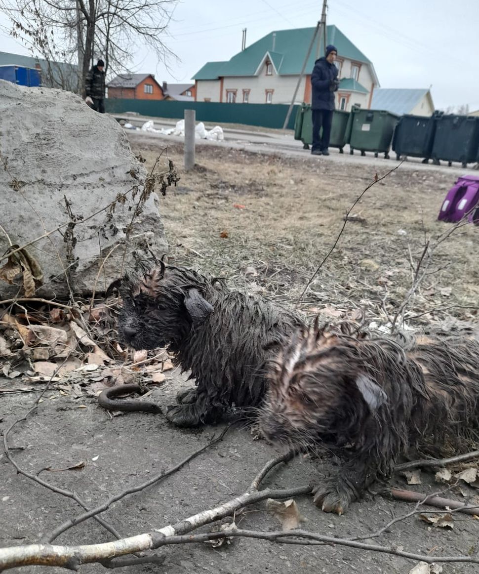 В Пензе спасатели достали щенков из колодца