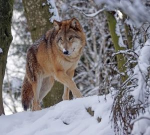 В Пензенской области участились встречи с волками