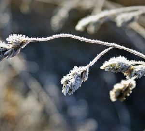 Пензенец пожаловался на невозможность определить остановку из-за заиндевевших окон автобуса