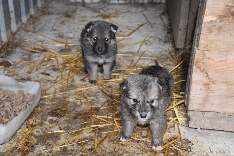 В Пензе собираются расширить приют для собак на Осенней улице