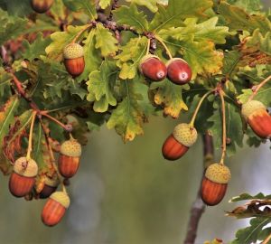 В Пензенской области «черный дровосек» срубил дерево стоимостью более 70 000 рублей