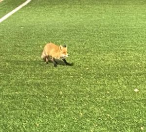 В Пензенской области на поле, где тренировались регбисты выбежала лиса