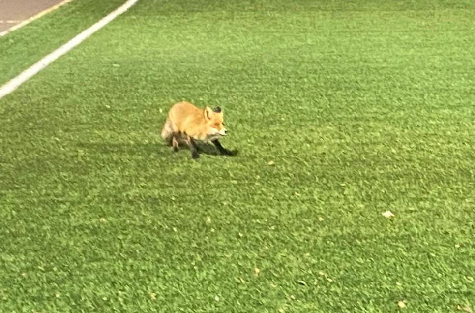 В Пензенской области на поле, где тренировались регбисты выбежала лиса