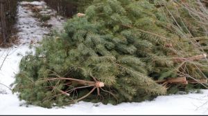 Кузнечан предупредили о штрафах за срубленные елки