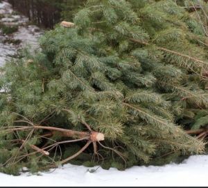 Кузнечан предупредили о штрафах за срубленные елки