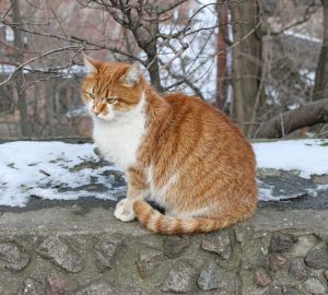 В Пензе жители Ударной укутали теплотрассу коврами