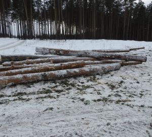 За неделю в Пензенской области выявили два случая незаконной рубки леса