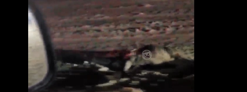 На трассе в Пензенской области сбили лося