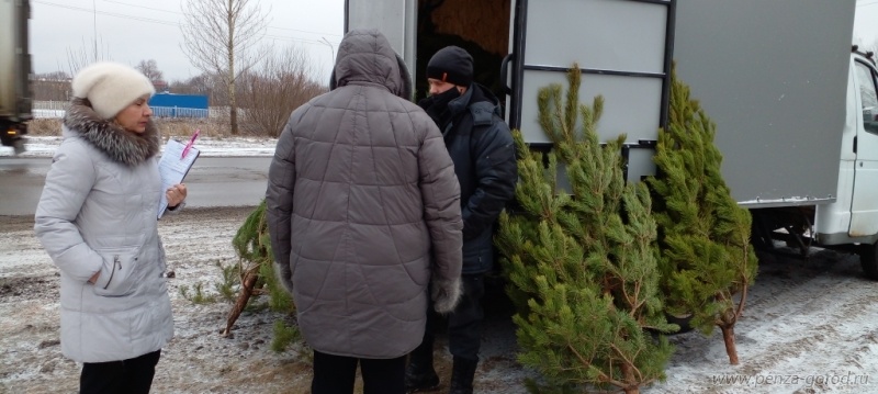 В Пензе выявили несколько точек незаконной продажи елок