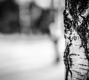 Жителя Кузнецка могут посадить на 7 лет за незаконную вырубку леса