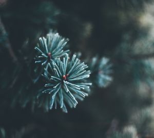 Пензенцам рассказали о штрафах за вырубку елок