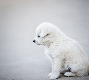 Пензенцев призвали помогать бездомным животным в период морозов