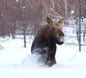Слишком много лосей. Часть животных из Заречного вывезут за город