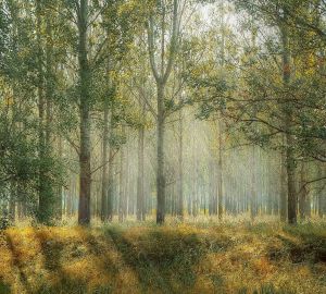 За незаконную вырубку 22-х деревьев Белинский лесоруб заплатит более 1 миллиона