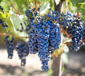 Отечественное вино хотят разрешить покупать через интернет