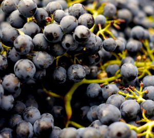 5 интересных фактов о пино нуаре