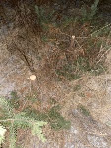 В Мокшанском районе неизвестный срубил 9 сосен