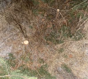 В Мокшанском районе неизвестный срубил 9 сосен