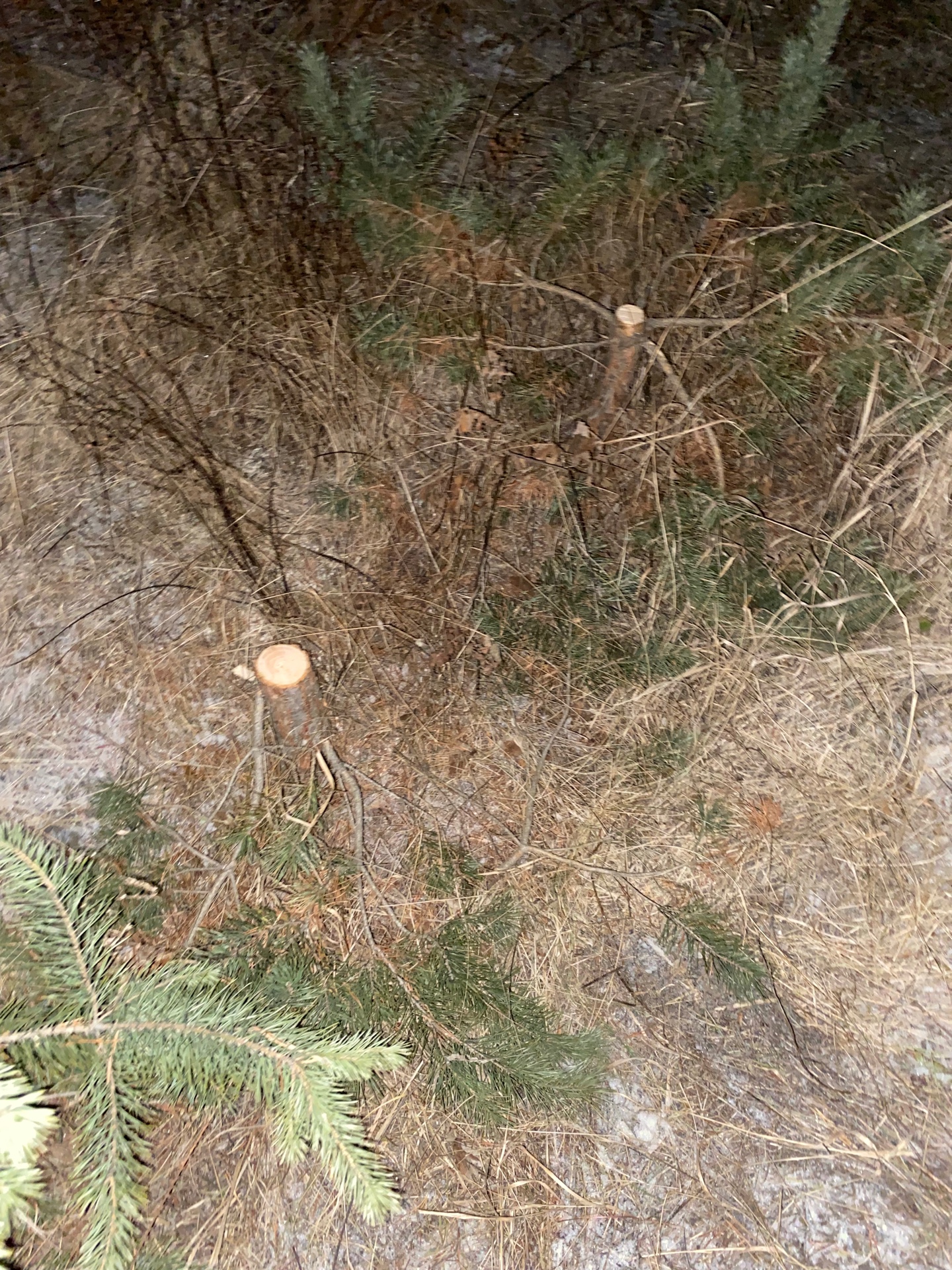 В Мокшанском районе неизвестный срубил 9 сосен