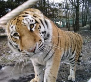 Пензенцев пригласили в зоопарк на елку