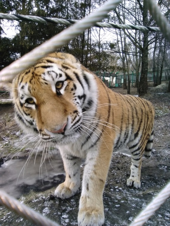 Пензенцев пригласили в зоопарк на елку