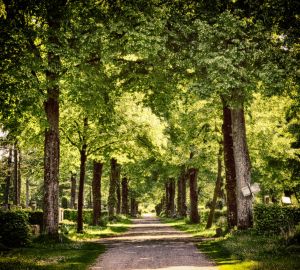 Пензенским инвесторам предложили два участка под строительство ритуального комплекса