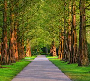 Решение о строительстве фитнес-парка на Западной поляне пока не окончательное