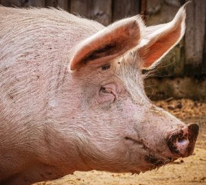 В Кузнецком районе уничтожили 42 свиньи, зараженных африканской чумой