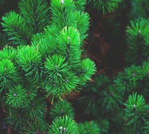 В Роспотребнадзоре рассказали, как выбрать елку