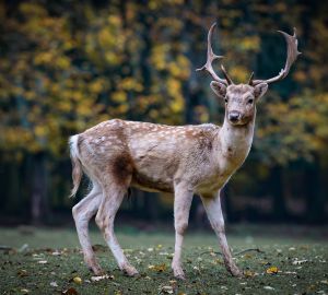 В Заречном собаки загрызли косулю