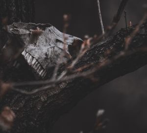 Следователи рассказали о человеческих останках, найденных на кладбище