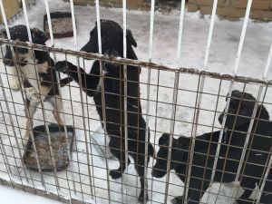 В пензенском Минсельхозе боятся перекормить животных в приюте на Осенней улице