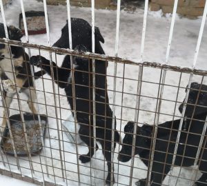 В пензенском Минсельхозе боятся перекормить животных в приюте на Осенней улице