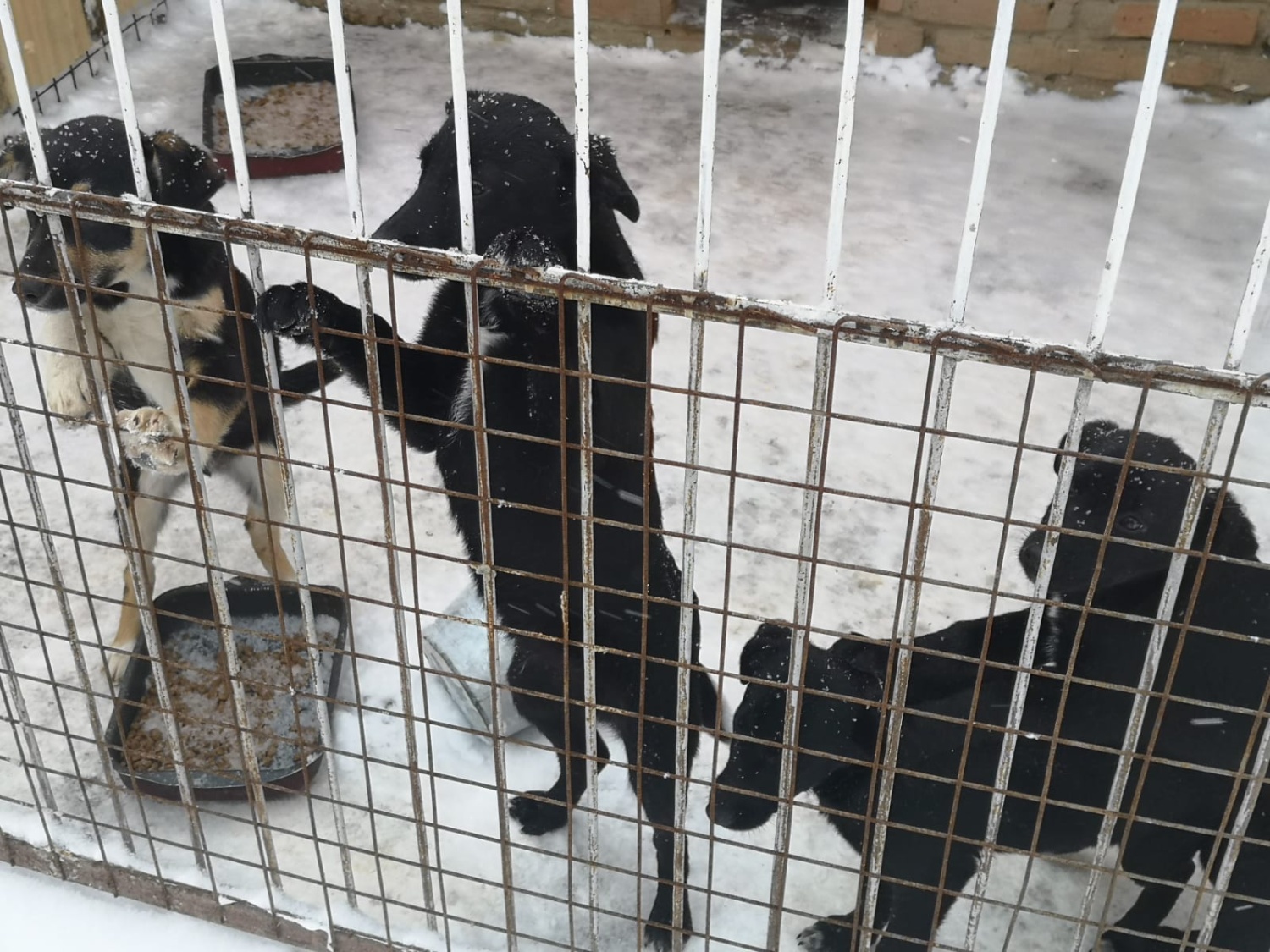 В пензенском Минсельхозе боятся перекормить животных в приюте на Осенней улице