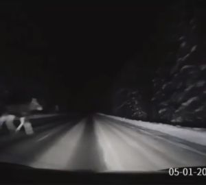 В Заречном автомобилист чудом избежал встречи с сохатым