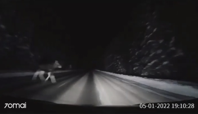 В Заречном автомобилист чудом избежал встречи с сохатым