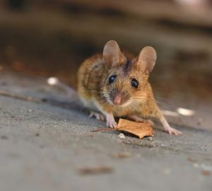 Новый штамм коронавируса заразен для мышей и крыс