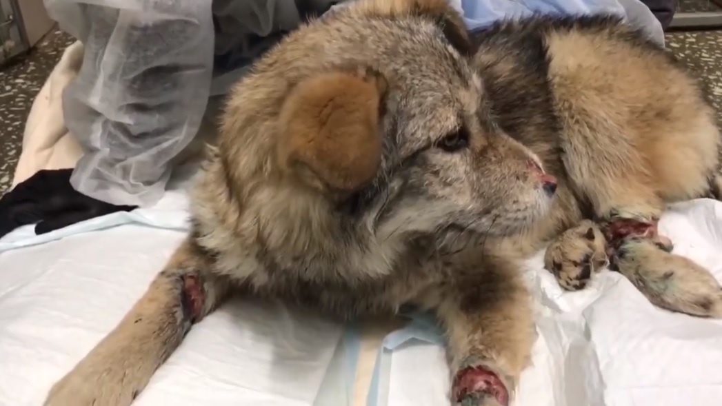 В Пензенской области живодеры подвергли собаку страшным пыткам