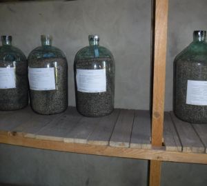 В Пензенской области на хранении находятся около 4 500 кг семян деревьев