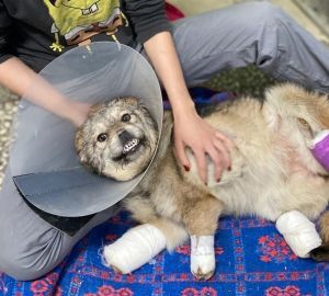 В Каменке ищут живодера, издевавшегося над псом