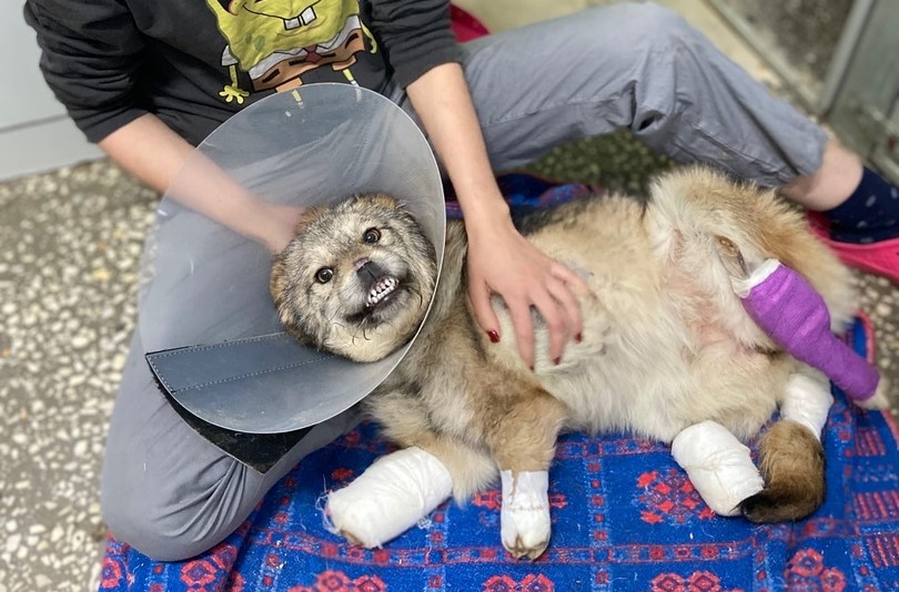 В Каменке ищут живодера, издевавшегося над псом