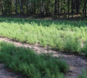 В Пензенской области заготовлен лес на 2022 год