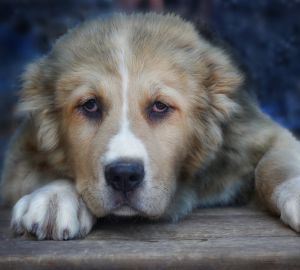 Жительница Пензы дважды пострадала от агрессивной собаки